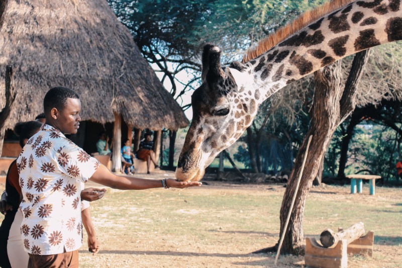 Airbnb Experiences: Feeding Giraffe in Kenya