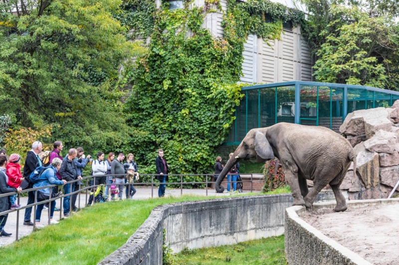 Elefant begrüßt seine Besucher im Tiergarten
