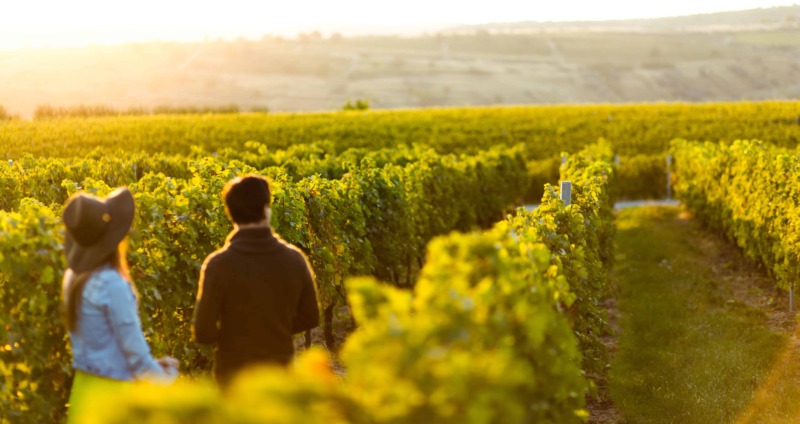 nachhaltiger Tourismus Weinwanderung